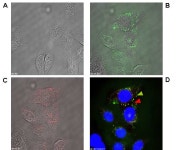[보고서]무표지 분자 이미징기술 최적화를 위한 바이오시스템 개발