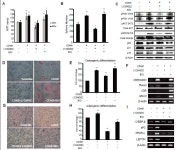 [보고서](암) 줄기세포를 이용한 ARS 기반 기술개발 및 모델시스템 개발