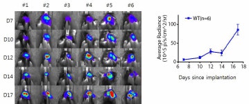 [보고서]난치성 질환 동물모델 개발 및 줄기세포치료제 효능평가