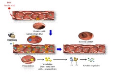 [보고서]염증성 장질환에 대한 작약감초탕의 유효성 검증 및 대사체 분석 연구
