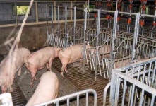 [보고서]동물복지기반 축사시설 선진 모델 연구