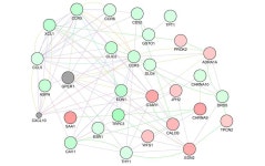 [보고서]난치성 뇌질환인 뇌경색 유발 영장류 모델 개발 및 이를 활용한 가치제고 사업