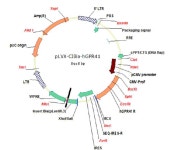 [보고서]GPR41-표적 당뇨치료제 발굴기술을 통한 선도물질 도출 및 작용기전 규명