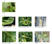 [보고서]채소류 유기종자 생산 및 보급체계 연구