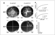 [보고서]농작물 병원성을 유발하는 식물병원균 이펙터들의 기능 규명