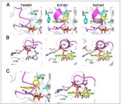 [보고서]농작물 병원성을 유발하는 식물병원균 이펙터들의 기능 규명