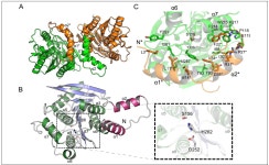 [보고서]농작물 병원성을 유발하는 식물병원균 이펙터들의 기능 규명