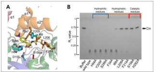 [보고서]농작물 병원성을 유발하는 식물병원균 이펙터들의 기능 규명