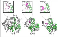 [보고서]농작물 병원성을 유발하는 식물병원균 이펙터들의 기능 규명