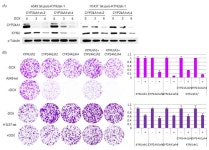 [보고서]LKB1에 의해 조절되는 암대사 규명과 이를 이용한 항암 전략 개발