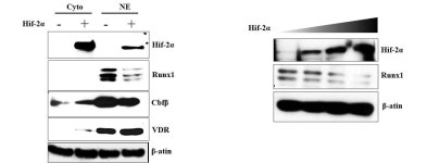 [보고서]관절연골 특이 Runx1 conditional knockout 생쥐 분석을 이용한 골관절염에서의 Tgfβ/Runx1 신호전달 규명