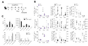 [보고서]PDL2+ DC와 ROR 전사인자에 의한 알레르기성 T 세포 반응 조절