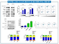 [보고서]신약재창출을 통한 암줄기세포 표적 약물 발굴 및 효능 평가