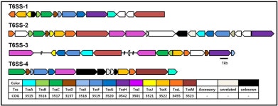 [보고서]기능성 다중 오믹스 접근법을 통해 벼 병원성 Burkholderia glumae Type 6 secretion system을 매개로 한 기주 및 다른...