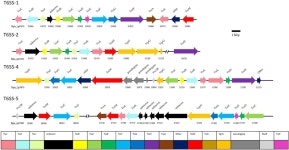 [보고서]기능성 다중 오믹스 접근법을 통해 벼 병원성 Burkholderia glumae Type 6 secretion system을 매개로 한 기주 및 다른...