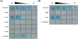 [보고서]기능성 다중 오믹스 접근법을 통해 벼 병원성 Burkholderia glumae Type 6 secretion system을 매개로 한 기주 및 다른...