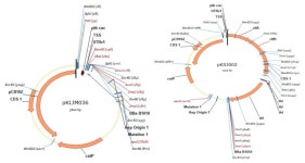 [보고서]해양바이오 기반 청정 기능성·산업소재 대량생산 기술 개발 [보고서]해양바이오 기반 청정  기능성·산업소재  대량생산 기술 개발