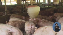 경기도 화성시 양감면 양돈농장에서 아프리카돼지열병 의심신고