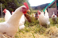 Researchers see evolution working faster than expected (in chickens)