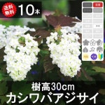 ◆送料無料◆【10本】　カシワバアジサイ 　樹高30cm〜50cm程度：グリーンロケット100%新品，限定SALE