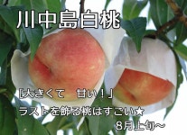 【2020年完売】和歌山 あら川の桃 減農薬栽培 川中島白桃（最高級）4〜5Lサイズ 約４ｋｇ（約11〜12玉）【発送：8月上旬頃... 