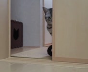 마! 집사 니 일루와 봐 - DogDrip.Net 개드립