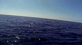 사람이 바다에 빠졌어! - DogDrip.Net 개드립