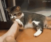 용량주의) 발냄새를 맡아본 고양이.GIF - DogDrip.Net 개드립