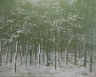 춘봉박 | 雪中松林(설중송림)- N 2408 :: 오픈갤러리