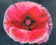 이병헌 | 양귀비 꽃 :: 오픈갤러리