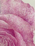 박길우 | 나이팅게일-장미(30) :: 오픈갤러리