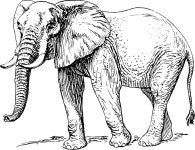Elephant - Openclipart