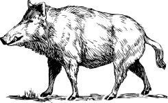 Boar - Openclipart