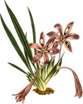 Stiff-leaved babiana - Openclipart