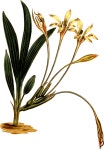 Long-tubed babiana - Openclipart