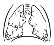 Lungs without Coloring - Openclipart