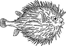 blowfish - Openclipart