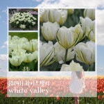 [0141] 튤립 화이트 밸리 구근5개 : 관엽식물,공기정화식물 - 심폴