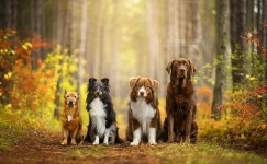 Wolfskusss Journal | DeviantArt Wolfskuss on DeviantArt