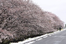 季節の変化と静寂を求めて　2020年の桜を撮る | 朝日新聞デジタルマガジン＆[and]