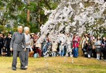 Imperial pair take in cherry blossoms on stroll in Kyoto | The Asahi Shimbun: Breaking News, Japan News and Analysis