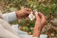 サステナブルなコットン調達とは　アパレル大手がOCS認証取得　WWFと考える～SDGsの実践～【18】：朝日新聞SDGs ACTION!... 