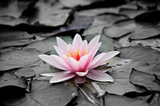 무료 다운로드 | 선택적, 사진술, 연꽃, 수련, 담홍색, 수생 식물, 분홍색 수련, 꽃, 못, 호수 장미 | Pxfuel
