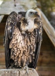 무료 다운로드 | 선택적, 초점 사진, 그리폰 독수리 perching, 갈색, 나무 로그, 독수리, 황갈색, 랩터, 새, 청소부 | Pxfuel