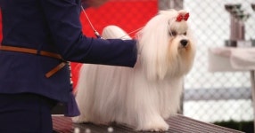 116524533 / 4K - 싱글 동영상