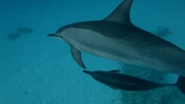 돌고래 싱글 동영상 작품 검색 | 클립아트코리아