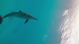 돌고래 싱글 동영상 작품 검색 | 클립아트코리아