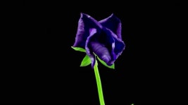 107643990 / HD - 싱글 동영상