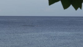 돌고래 싱글 동영상 작품 검색 | 클립아트코리아