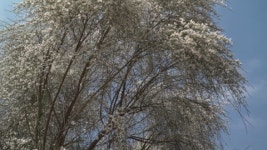 138893694 / - 싱글 동영상